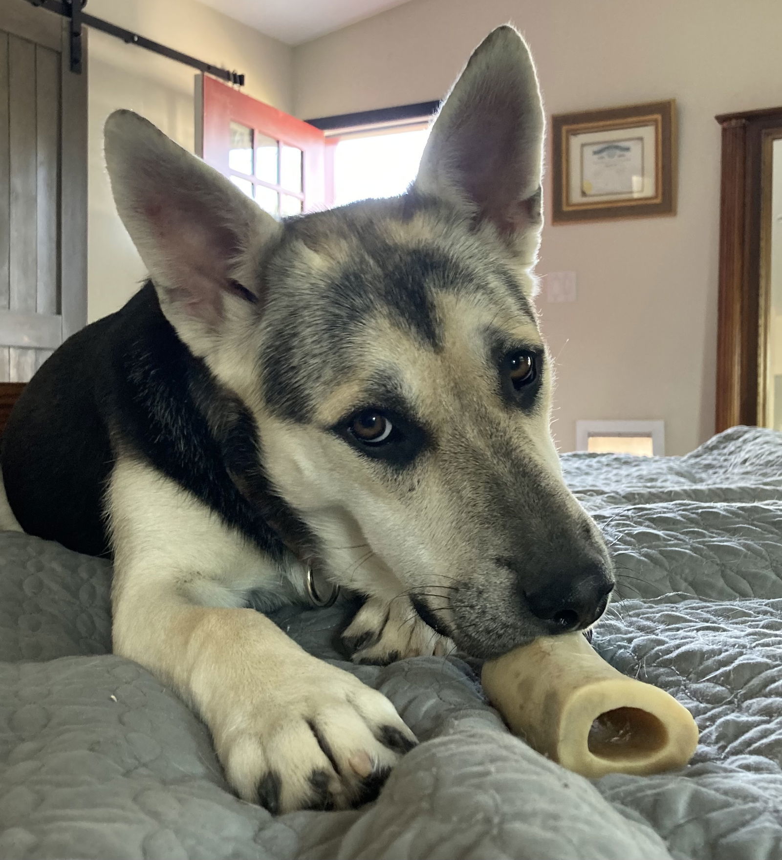 Holly, an adoptable Siberian Husky in Cedar Crest, NM, 87008 | Photo Image 3