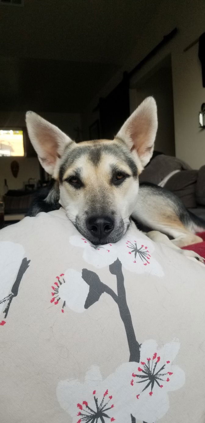 Holly, an adoptable Siberian Husky in Cedar Crest, NM, 87008 | Photo Image 3