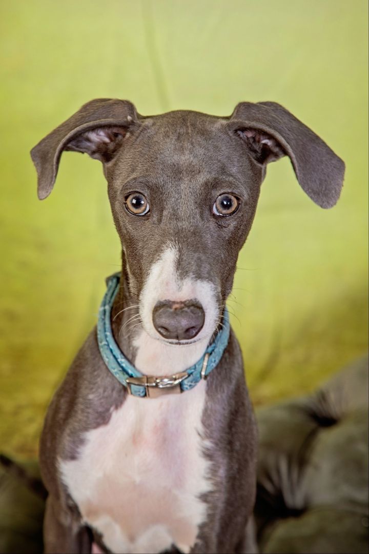 Elle - Adoption Pending, an adoptable Italian Greyhound in Kansas City, MO_image-1