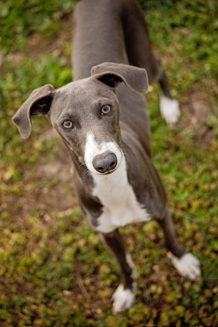 Elle - Adoption Pending, an adoptable Italian Greyhound in Kansas City, MO_image-2