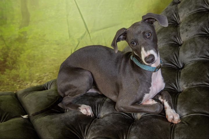 Elle - Adoption Pending 3