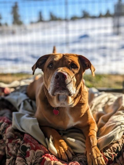 Jack, an adoptable Rhodesian Ridgeback, Pit Bull Terrier in Pagosa Springs, CO, 81147 | Photo Image 2