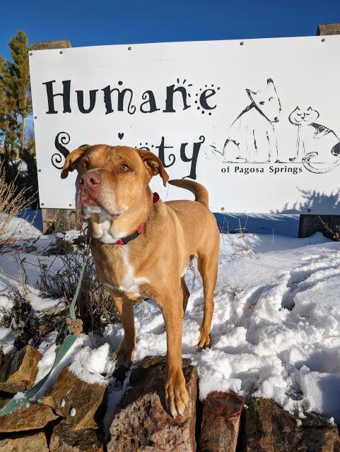 Jack, an adoptable Rhodesian Ridgeback, Pit Bull Terrier in Pagosa Springs, CO, 81147 | Photo Image 3