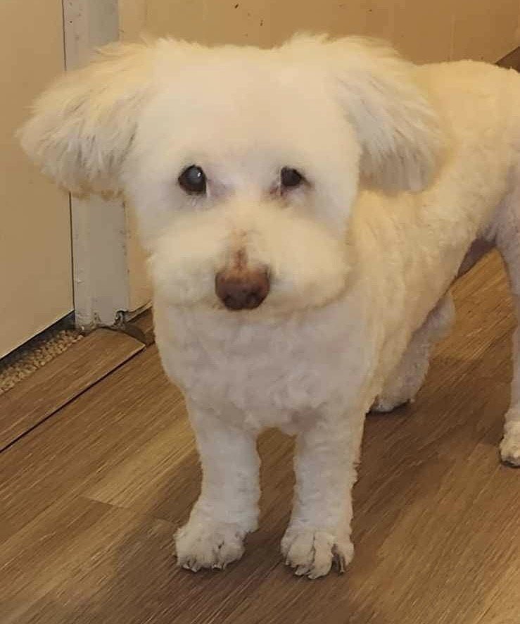 Frosty, an adoptable Poodle, Maltese in Satellite Beach, FL, 32937 | Photo Image 1