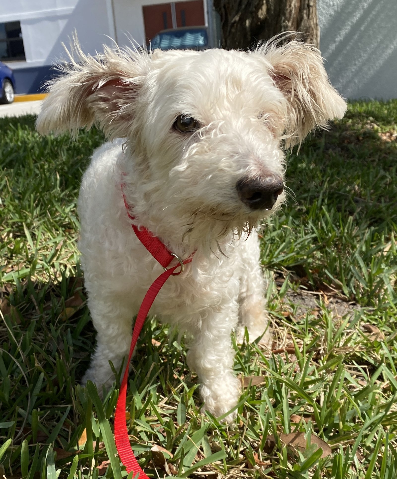 Frosty, an adoptable Poodle, Maltese in Satellite Beach, FL, 32937 | Photo Image 2