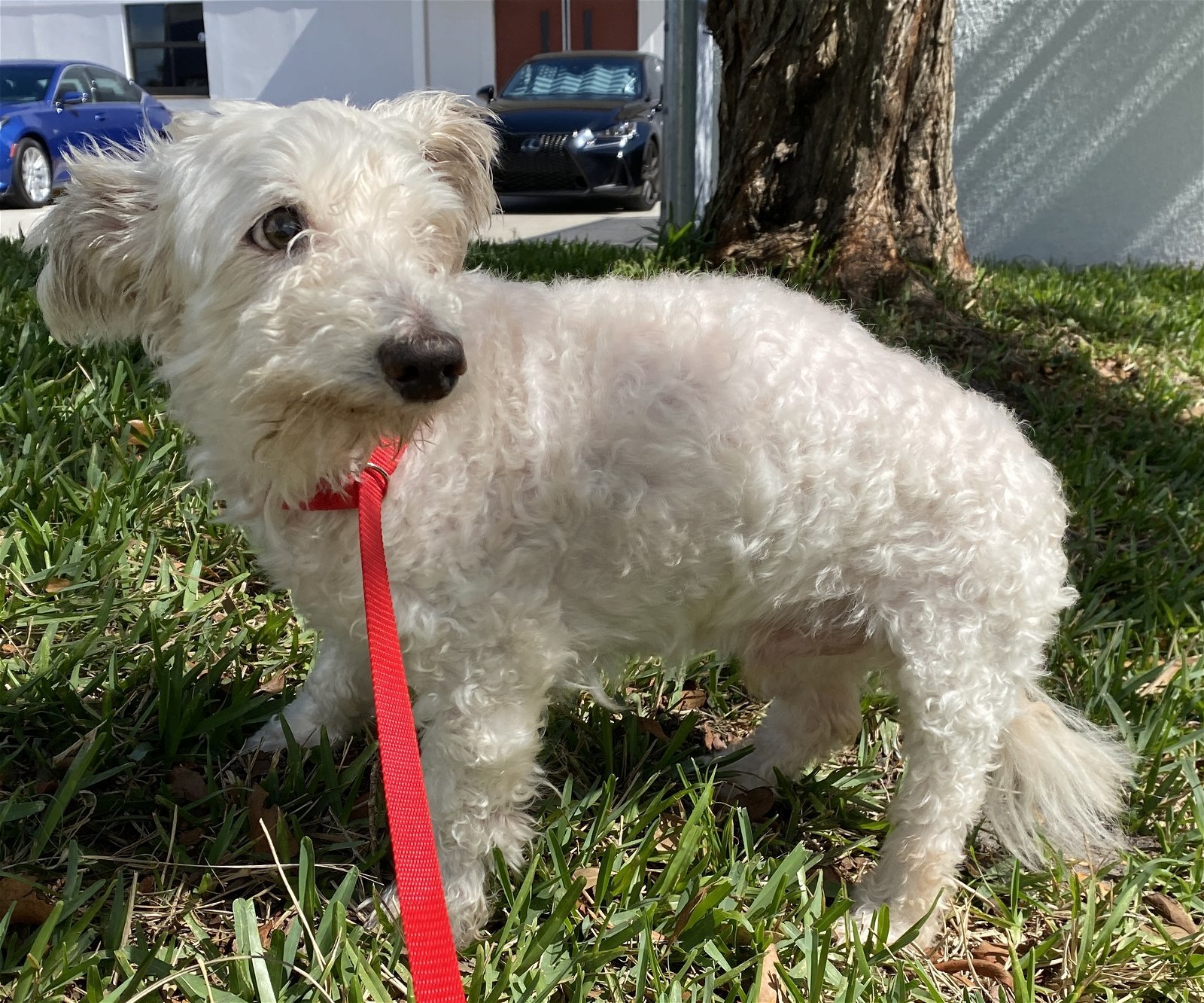 Frosty, an adoptable Poodle, Maltese in Satellite Beach, FL, 32937 | Photo Image 3