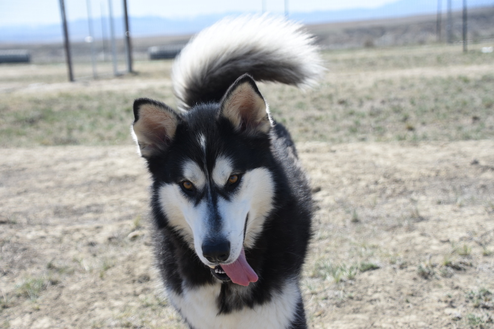 Kodak, an adoptable Alaskan Malamute in Dodson, MT, 59524 | Photo Image 3