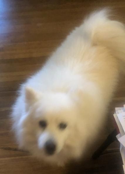 Kody-Adopted!, an adopted American Eskimo Dog in Saint Louis, MO_image-3