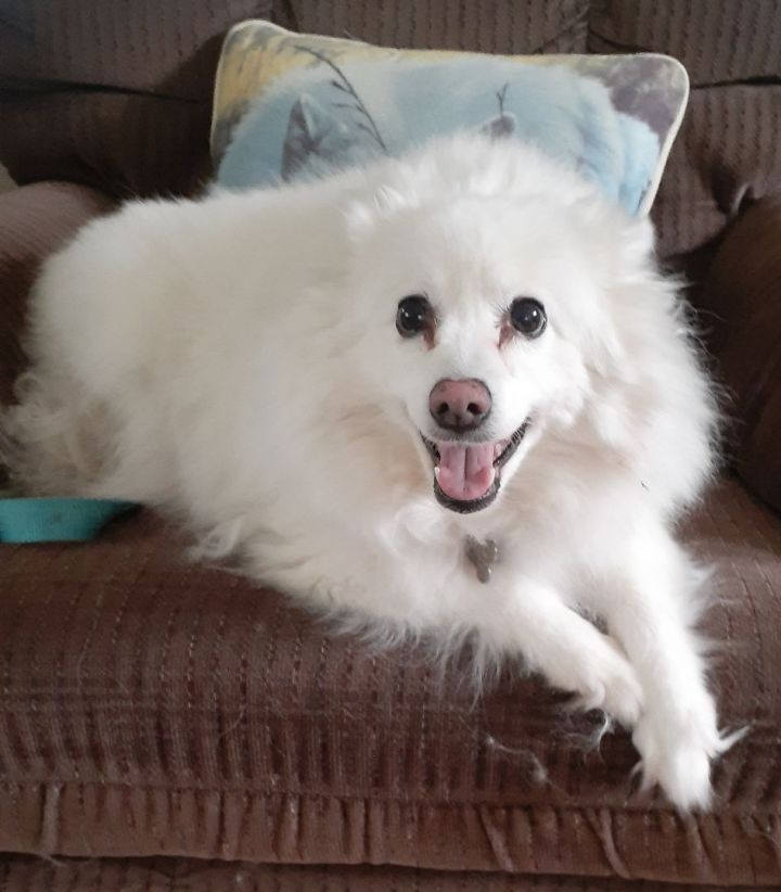 Riley-Adopted!, an adopted American Eskimo Dog in Saint Louis, MO_image-2