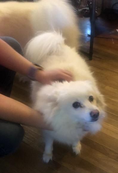 Riley-Adopted!, an adopted American Eskimo Dog in Saint Louis, MO_image-3