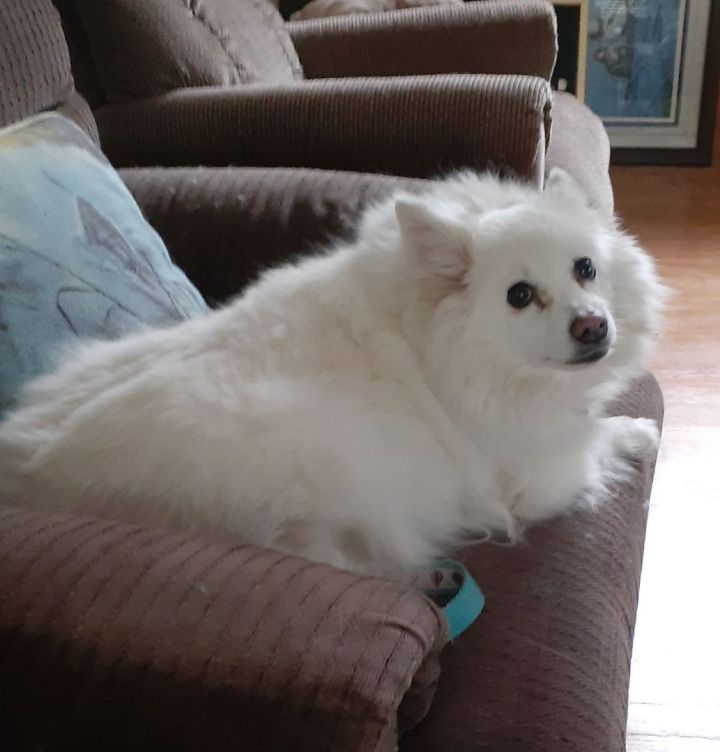 Riley-Adopted!, an adopted American Eskimo Dog in Saint Louis, MO_image-5