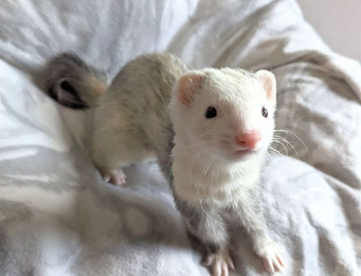 Ferret for adoption Florence, a Ferret in Cleveland, OH Petfinder