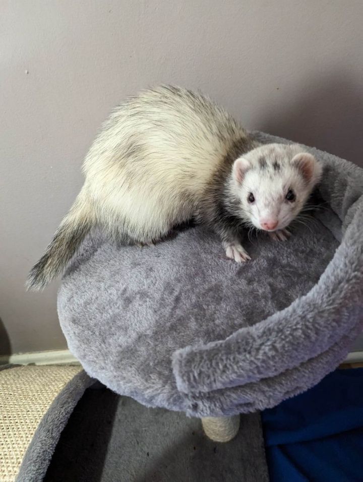 Ferret for adoption Apollo and Kodak, a Ferret in Cleveland, OH