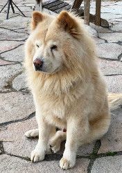 Meiko  located in Hudson WI, an adoptable Chow Chow in Luverne, MN, 56156 | Photo Image 1