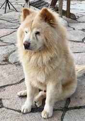 Petfinder chow clearance chow