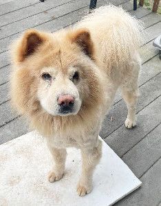 Meiko  located in Hudson WI, an adoptable Chow Chow in Luverne, MN, 56156 | Photo Image 2