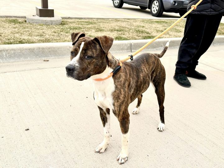 Trudie , an adopted Boxer & Terrier Mix in Marengo, IL_image-4