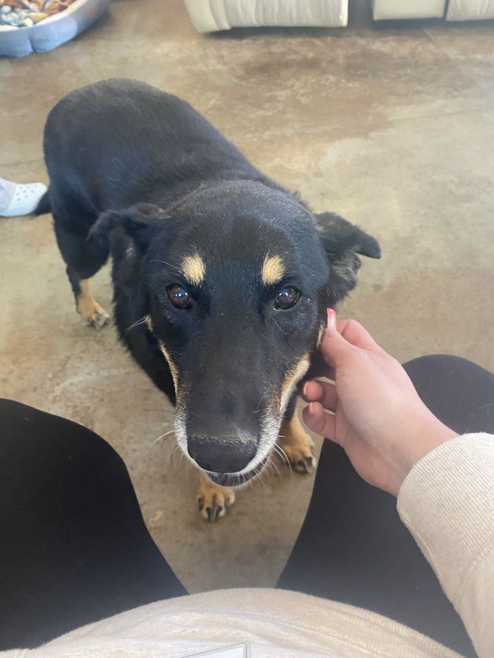 Loyal, an adoptable German Shepherd Dog Mix in Shawnee, KS_image-3