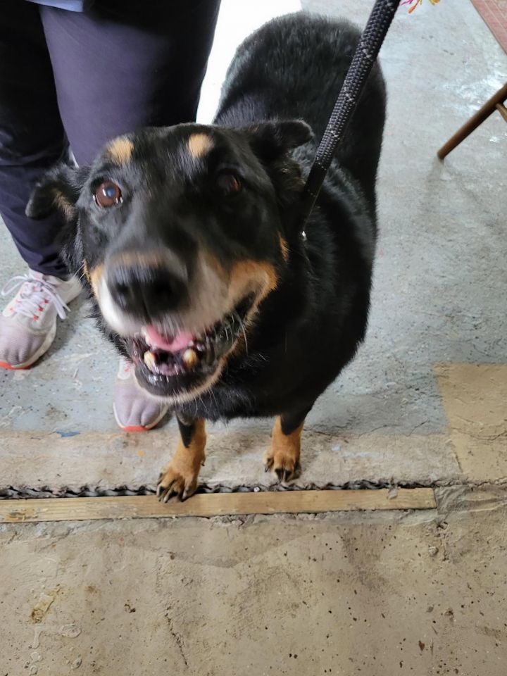 Loyal, an adoptable German Shepherd Dog Mix in Shawnee, KS_image-4