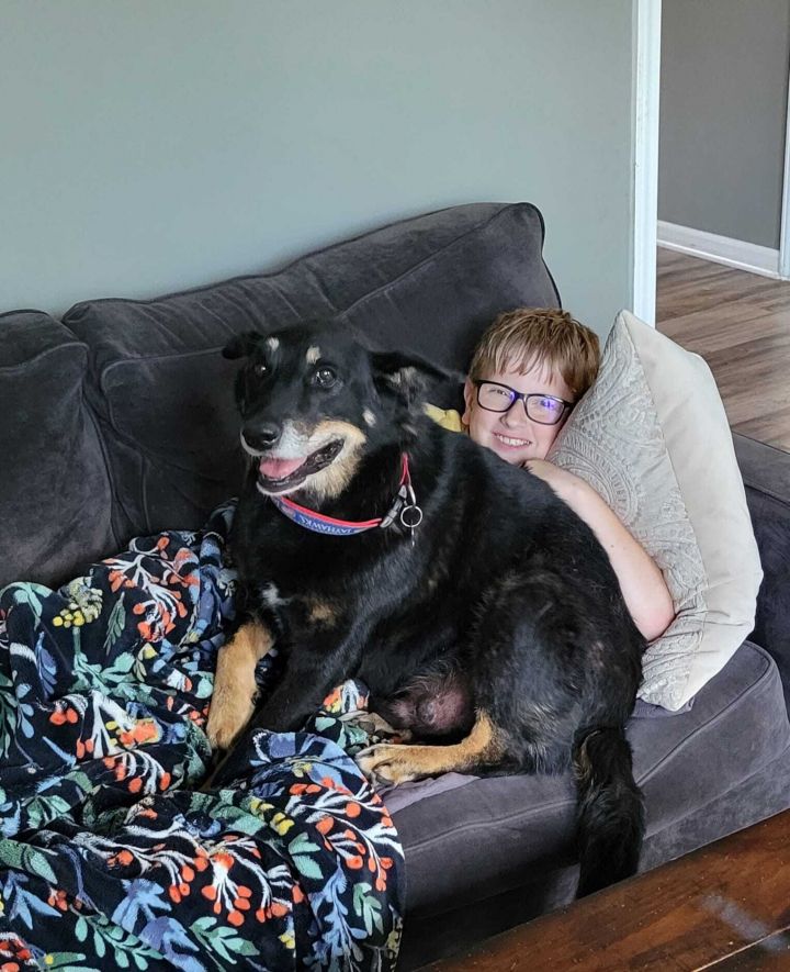 Loyal, an adoptable German Shepherd Dog Mix in Shawnee, KS_image-1