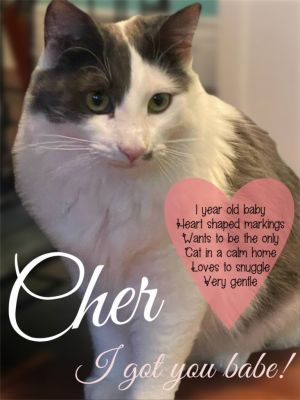 Cher also known as Cher Bear by her friends is an elegant young girl with a soft and silky coat