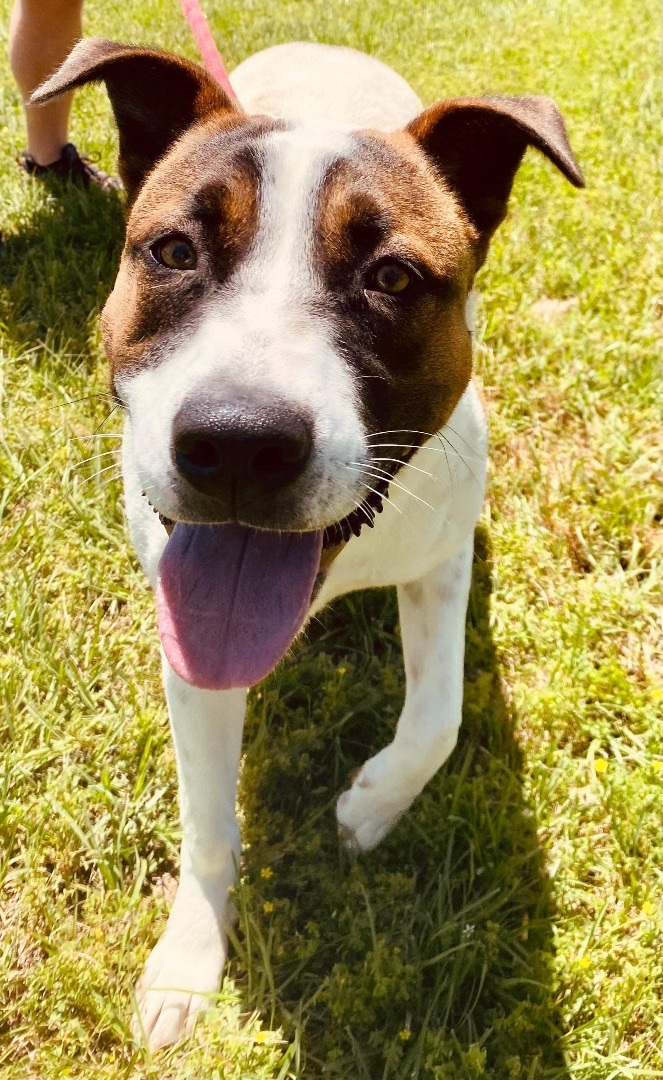 Lavern (foster to adopt), an adoptable Akita & Jack Russell Terrier Mix in White Lake, MI_image-3