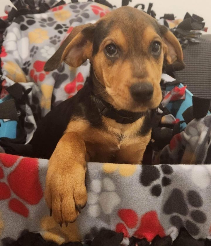 Frank, an adoptable Rottweiler & Beagle Mix in Kentwood, MI_image-6