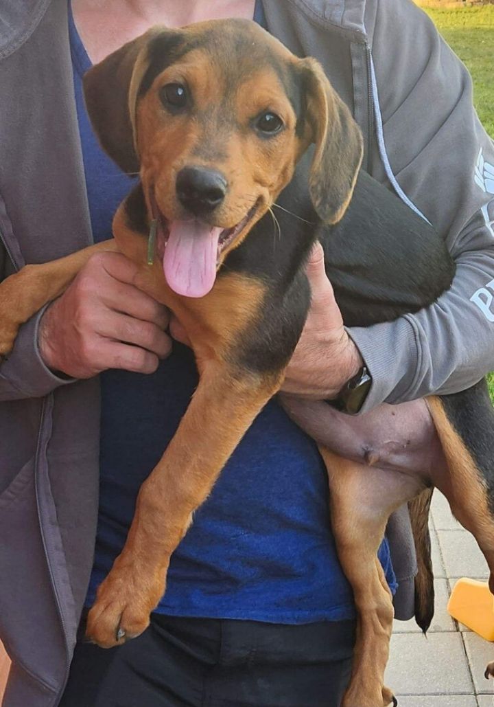 Frank, an adoptable Rottweiler & Beagle Mix in Kentwood, MI_image-1