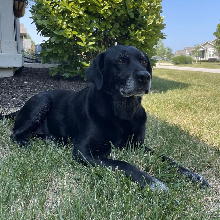 Edna, an adoptable Black Labrador Retriever Mix in Shawnee, KS_image-1