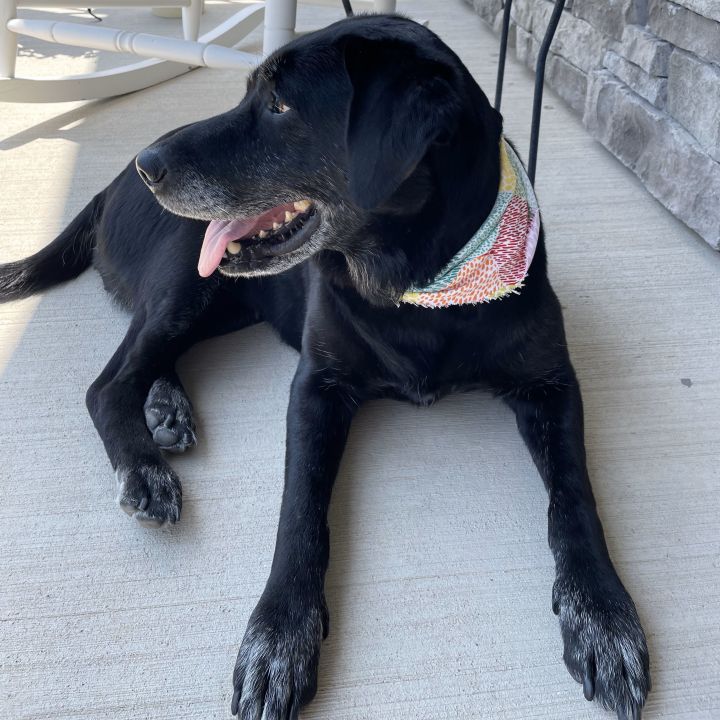 Edna, an adoptable Black Labrador Retriever Mix in Shawnee, KS_image-2