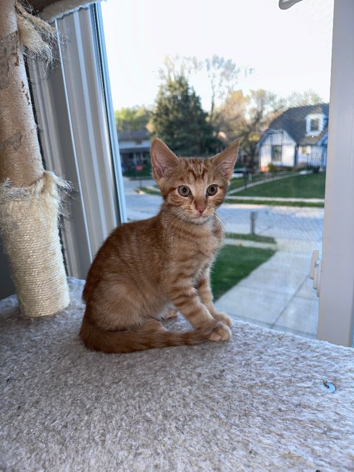 Bastion, an adopted Domestic Short Hair & Tabby Mix in Omaha, NE_image-4