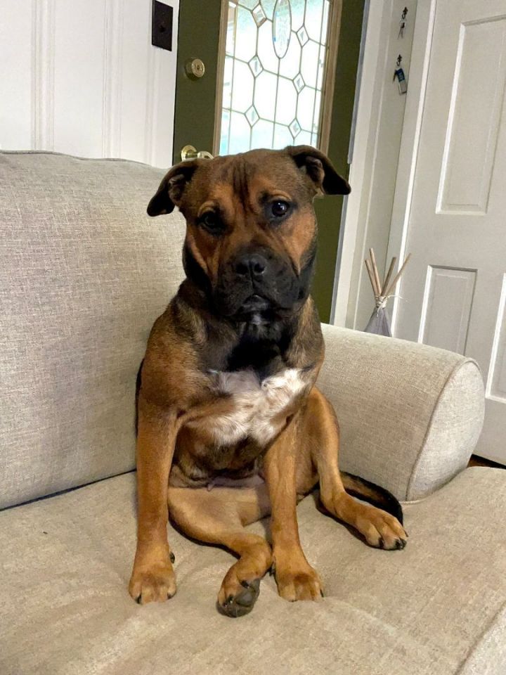 Mocha, an adoptable Boxer & American Bulldog Mix in Unionville, CT_image-3