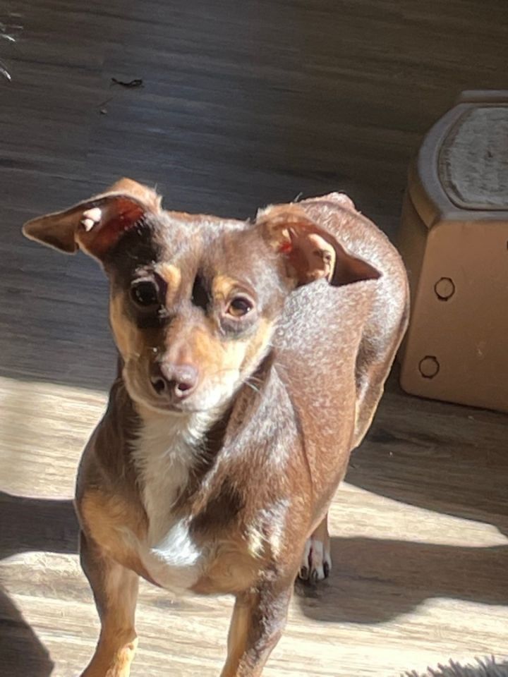 Min pin hotsell chihuahua dachshund mix