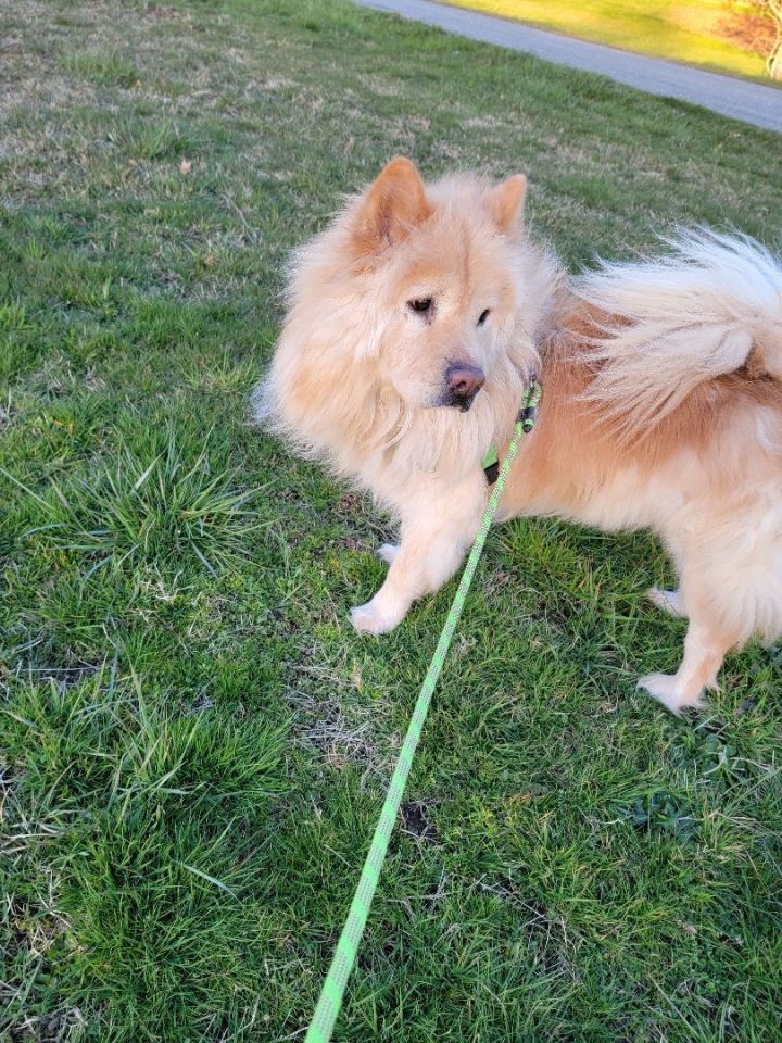 Chow chow and store samoyed