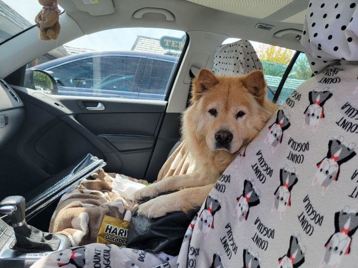 Chow chow outlet and samoyed