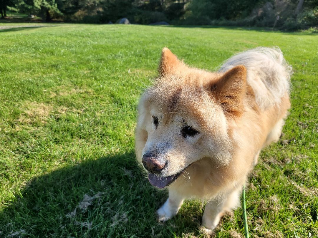 BUBBA, an adoptable Chow Chow, Samoyed in Eastsound, WA, 98245 | Photo Image 5