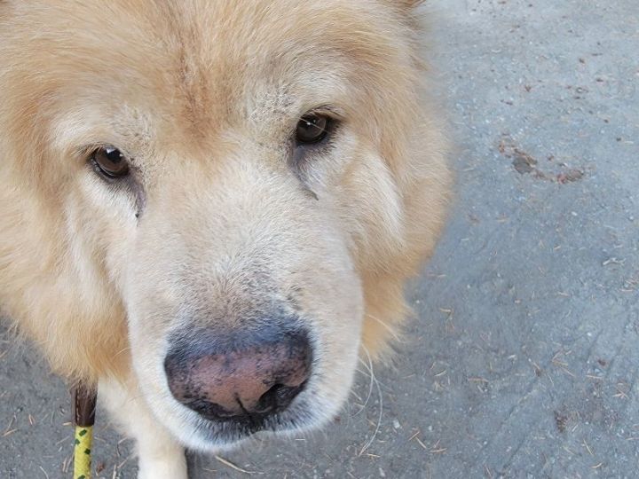 Chow chow x clearance samoyed