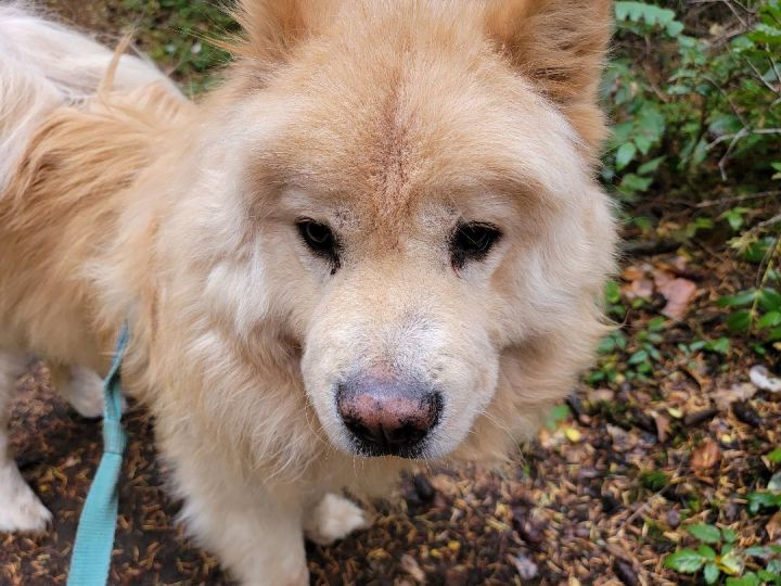 Samoyed store chow mix