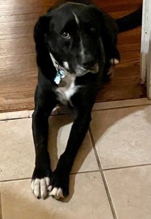 Meet Ozzie This lovable LabradorBorder Collie mix is an absolute sweetheart Despite being 8 years