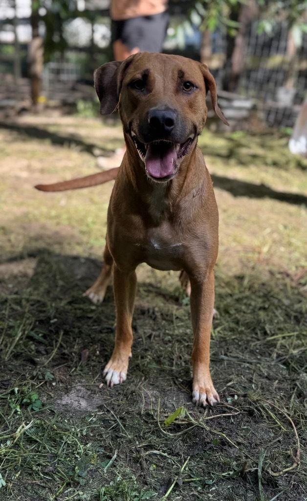 Beau, an adoptable Yellow Labrador Retriever, Mixed Breed in Waynesville, GA, 31566 | Photo Image 1