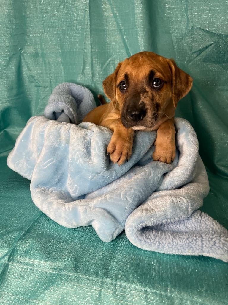 Beau, an adoptable Pit Bull Terrier, Mixed Breed in Waynesville, GA, 31566 | Photo Image 2