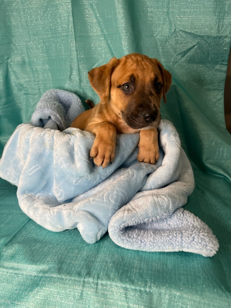 Beau, an adoptable Pit Bull Terrier, Mixed Breed in Waynesville, GA, 31566 | Photo Image 3