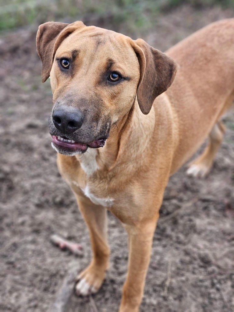 Beau, an adoptable Yellow Labrador Retriever, Mixed Breed in Waynesville, GA, 31566 | Photo Image 4