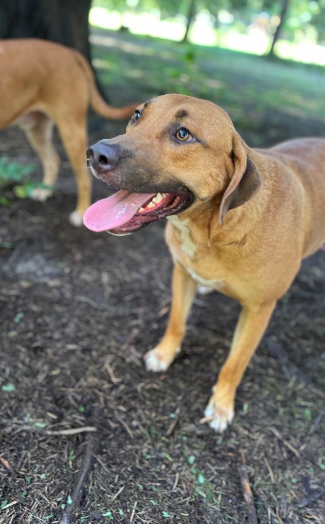 Beau, an adoptable Yellow Labrador Retriever, Mixed Breed in Waynesville, GA, 31566 | Photo Image 5