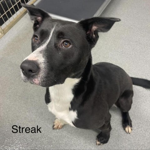 Streak, an adoptable Pit Bull Terrier, Terrier in Kingman, KS, 67068 | Photo Image 1