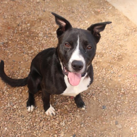 Streak, an adoptable Pit Bull Terrier, Terrier in Kingman, KS, 67068 | Photo Image 2