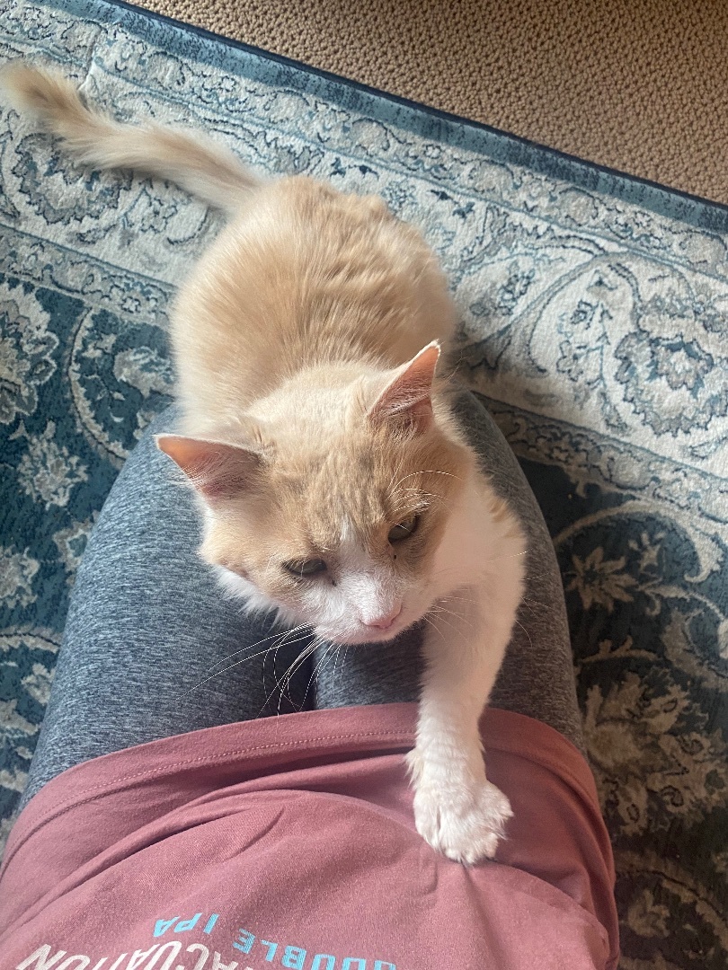 Nelson (9 years young, ultimate lap kitty!)