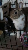 Dixie & Otto