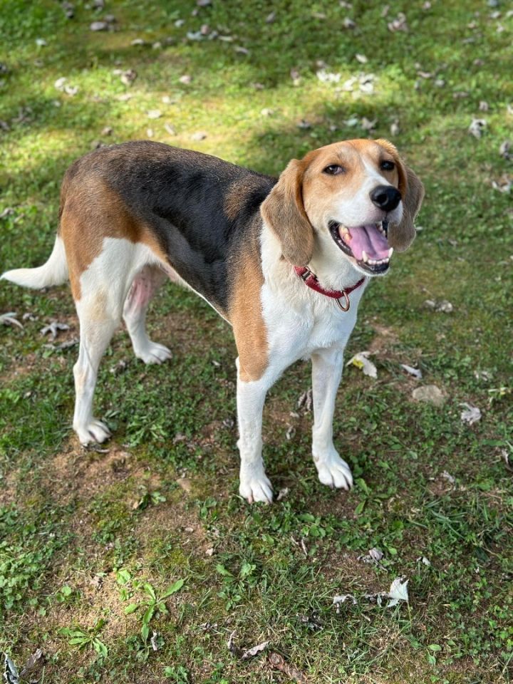 Treeing walker sale beagle mix