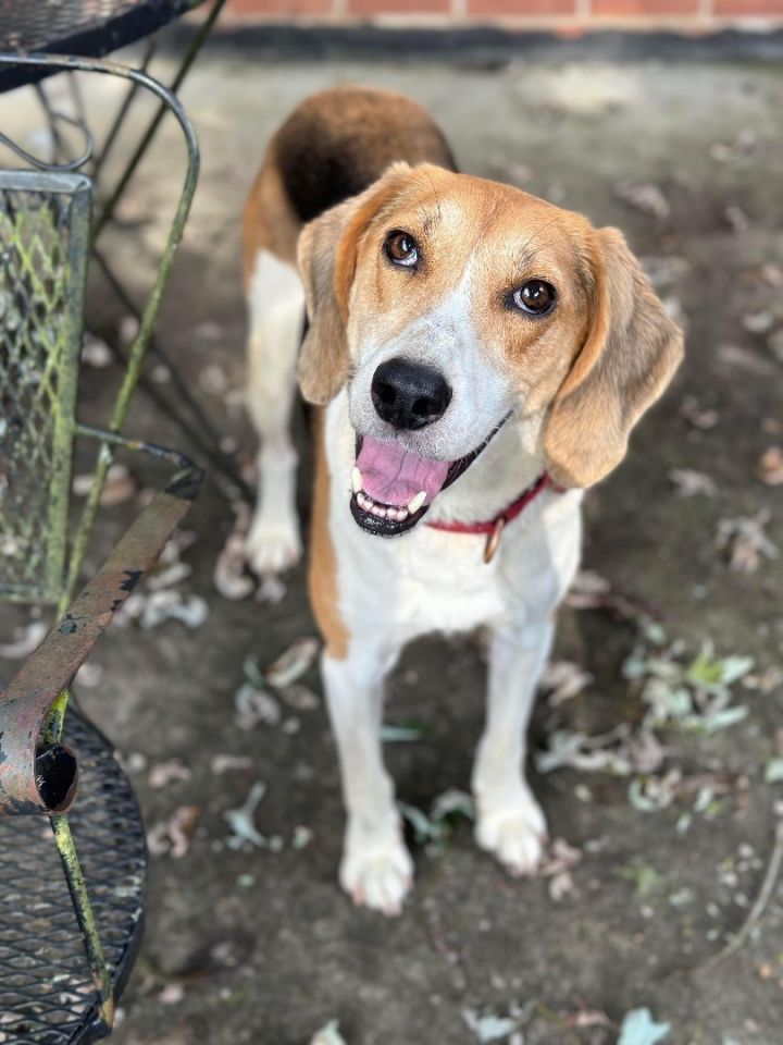 Coonhound mix hot sale